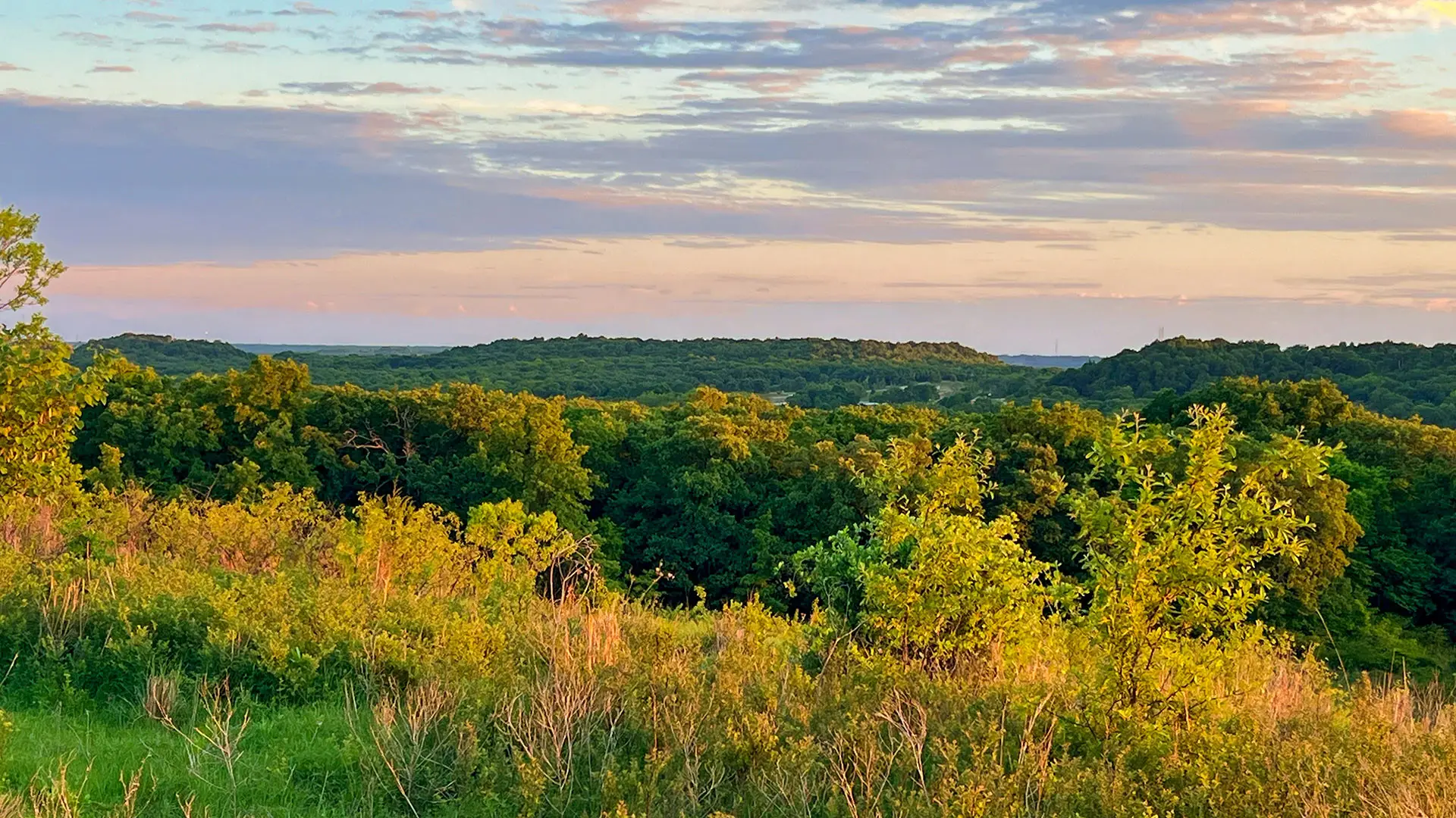 Grass meadow glowing at sunset with a distant tree line