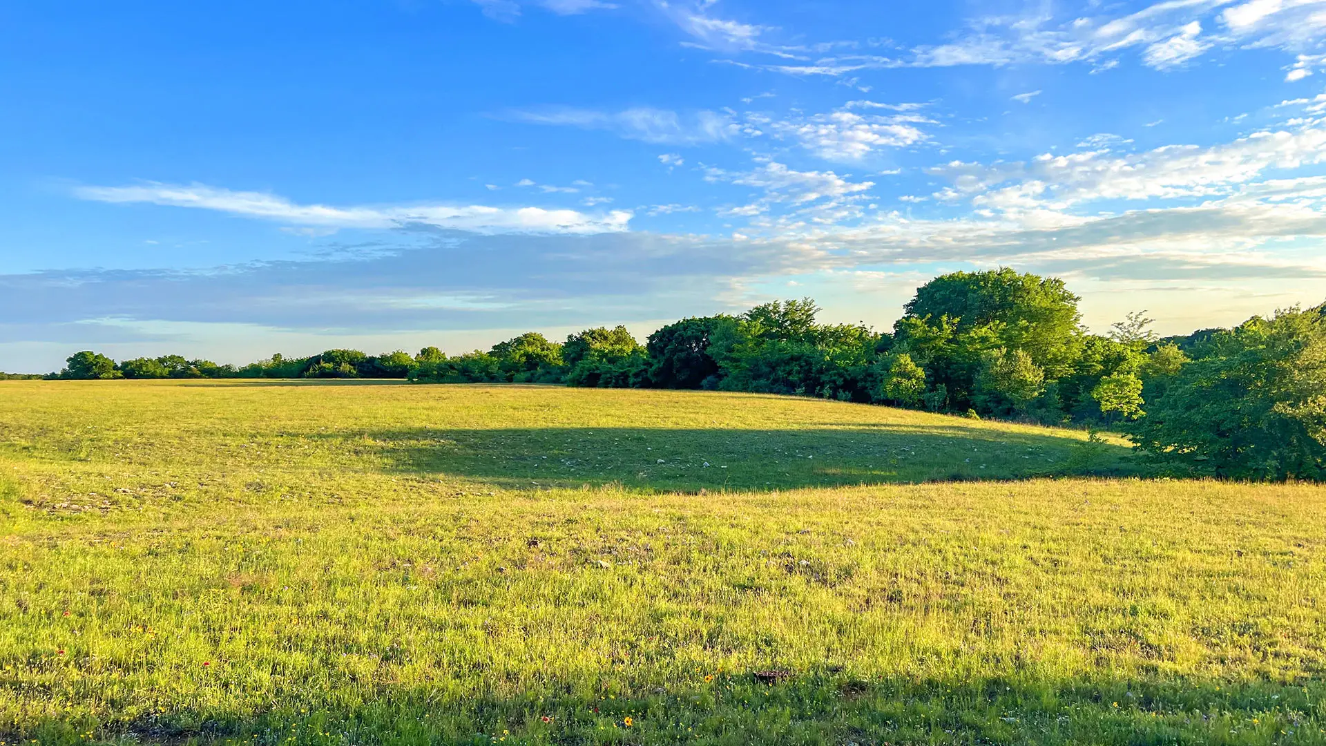 A single oak silhouetted against the setting sun over open pasture