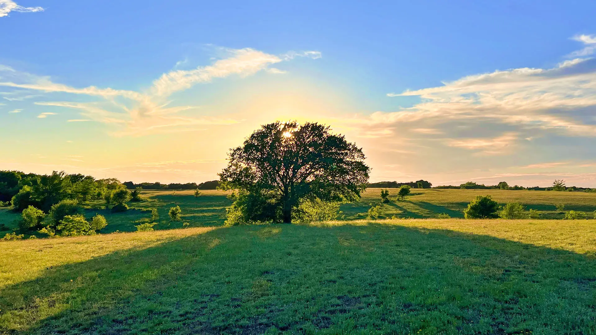 Sunset behind a tree line over North Texas pasture